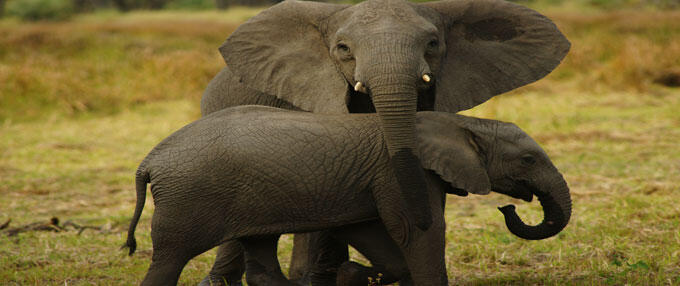 Gorongosa---Elephants_web