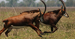 Maputo - Beira